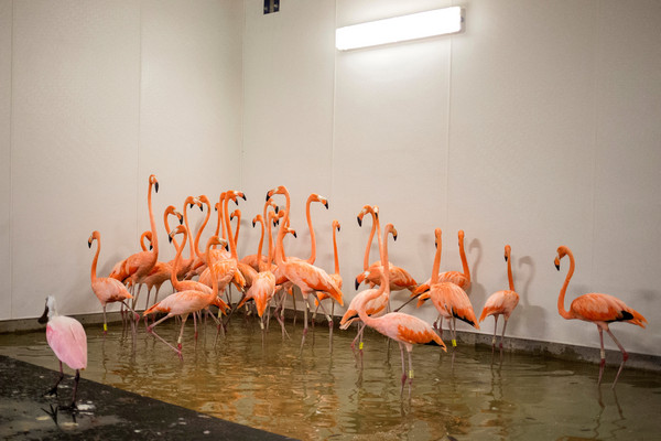 颶風艾瑪來襲，邁阿密動物園的工作人員忙著將動物安置於室內安全處。（圖／路透）