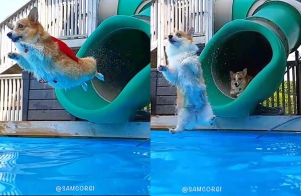 ▲▼超人基跳水！飛向宇宙浩瀚無垠同伴姿勢卻「落漆」。（圖／取自Instagram 「samcorgi」）