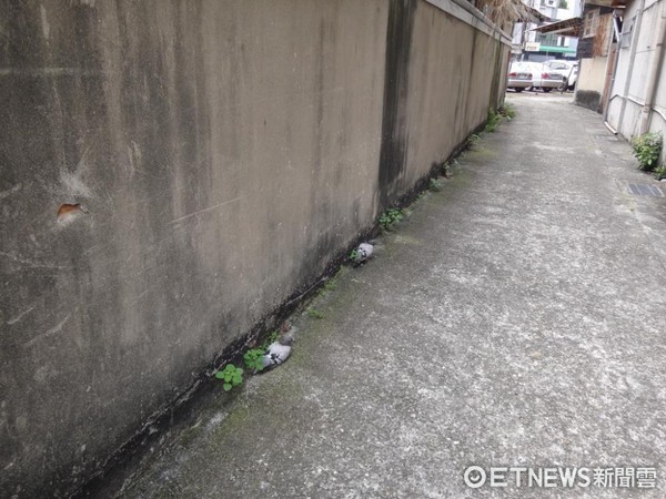 ▲8鴿子遭「斷翅」棄路邊　紙箱旁跳來跳去飛不起來。（圖／記者謝侑霖翻攝）