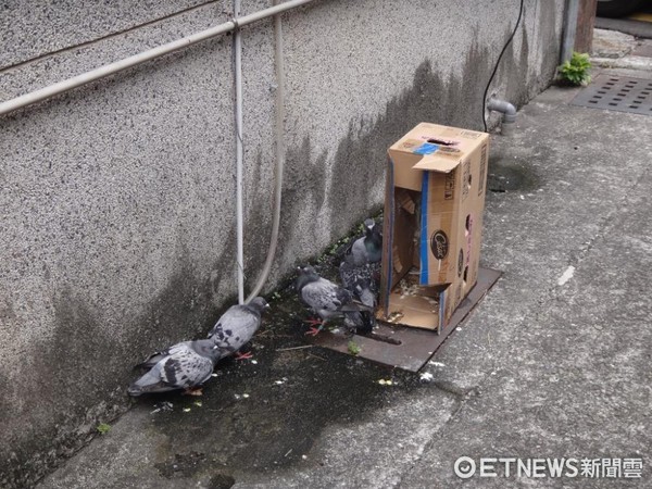 ▲8鴿子遭「斷翅」棄路邊　紙箱旁跳來跳去飛不起來。（圖／記者謝侑霖翻攝）