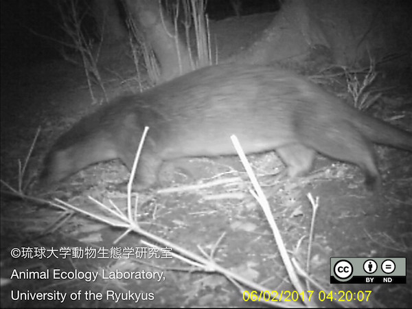 ▲▼消失40年日本原生水獺再現蹤。（圖／翻攝自琉球大學官網）