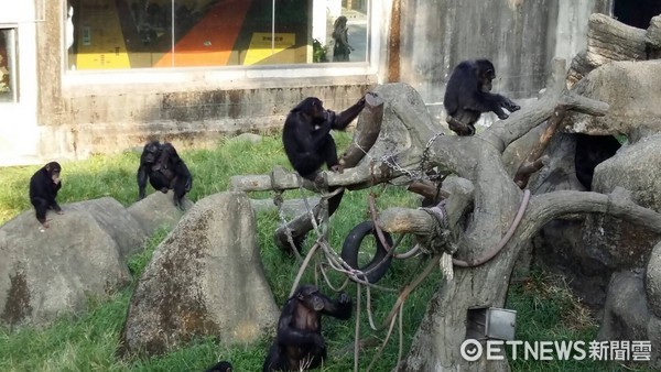 黑猩猩莎莉逃脫，動物園安全檢查完畢。（圖／台北市立動物園提供）