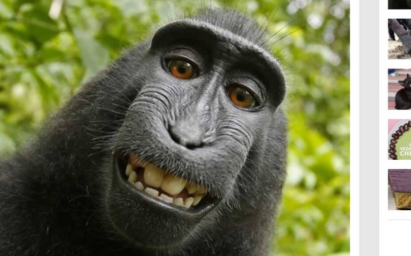 「猴子拿相機自拍」版權屬誰？　攝影師與PETA終於和解。（圖／翻攝自PETA網站）