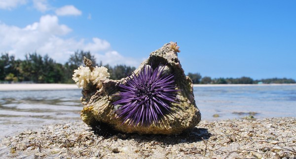 ▲紫海膽。（圖／翻攝自Pixabay）