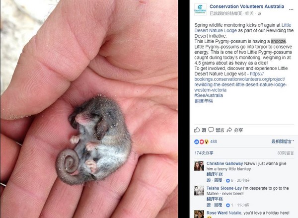 ▲▼ 全世界最嬌小的侏儒負鼠（Pygmy Possum），身長只有2公分。（圖／翻攝自Facebook／CVAustralia）