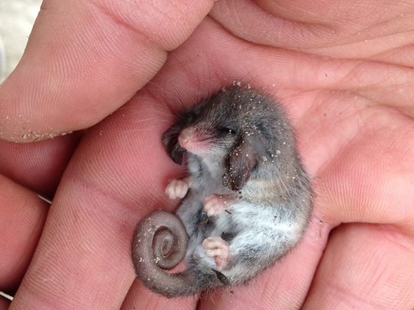 ▲▼ 全世界最嬌小的侏儒負鼠（Pygmy Possum），身長只有2公分。（圖／翻攝自Facebook／CVAustralia）