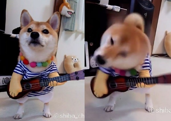 ▲柴犬Charmy穿吉他裝，開唱前先搖滾甩頭。（圖／翻攝自IG「shiba_charmy」）