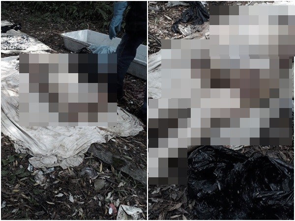 ▲巴西南卡希亞斯市下水道發現赤裸女屍，頭顱和四肢都被砍斷。（圖／翻攝gorebrasil）