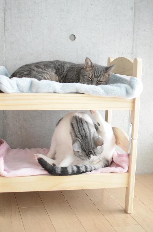 三胎 VS. 獨生子女的差別！塑膠架當床鋪　貓皇照樣睡翻天（圖／twitter@ うだま‏ ）