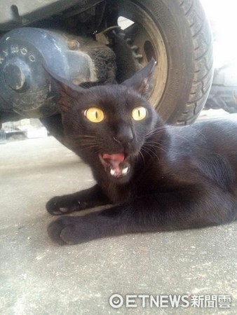 黑貓「歐歐」睜琥珀大眼、嘴露尖牙，一臉壞笑神似「把你阿嬤賣掉」。（圖／網友鄧欣盈授權。）