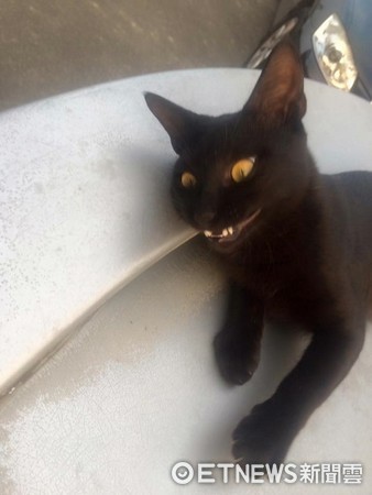 黑貓「歐歐」睜琥珀大眼、嘴露尖牙，一臉壞笑神似「把你阿嬤賣掉」。（圖／網友鄧欣盈授權。）