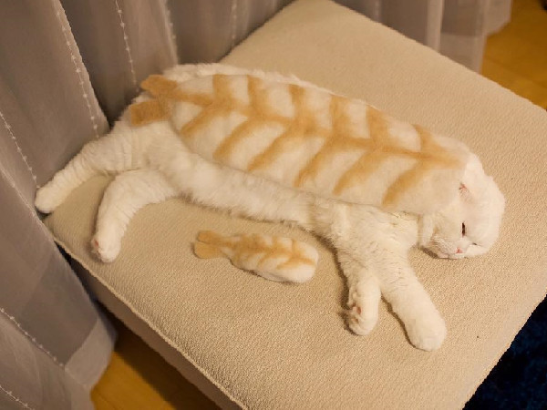 掉落貓毛做蝦子,蘇格蘭摺耳白貓披上秒變「喵壽司」。（圖／翻攝自Instagram@rojiman。）