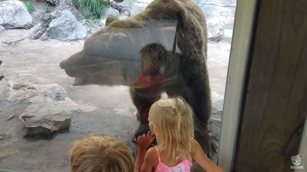 ▲▼帶孩子到動物園玩耍　下一秒...熊轉身背對人群拉屎。（圖／翻攝自youtube）