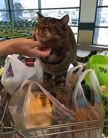 「超市貓」離世，粉絲募得16萬替牠做銅像（圖／翻攝自Boredpanda）