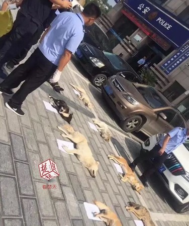 ▲愛犬被殺「煮狗肉火鍋」　狗主人「飆車撞爆」餐廳老闆！。（圖／楚天都市報）