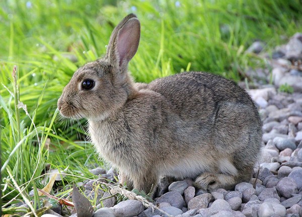 ▲▼兔子、兔子示意圖。（圖／翻攝自pixabay）