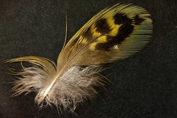 澳洲神秘夜鸚鵡消失170年，找到一片羽毛證實未絕種。（圖／翻攝自Australian Wildlife Conservancy）