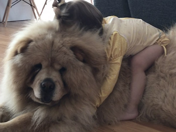 ▲鬆獅犬與小女孩。（圖／翻攝自影片／Instagram／twins_inwonderland）