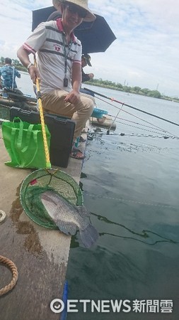 ▲每隻魚拚勁十足，拉的釣手們個個手酸。（圖／記者楊熾興攝）