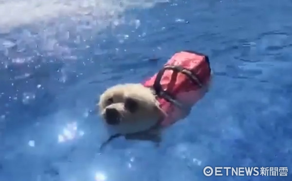 狗狗游泳穿救生衣用飄的。（圖／森 • 呼吸 Jorona Park 寵物休閒廣場提供）