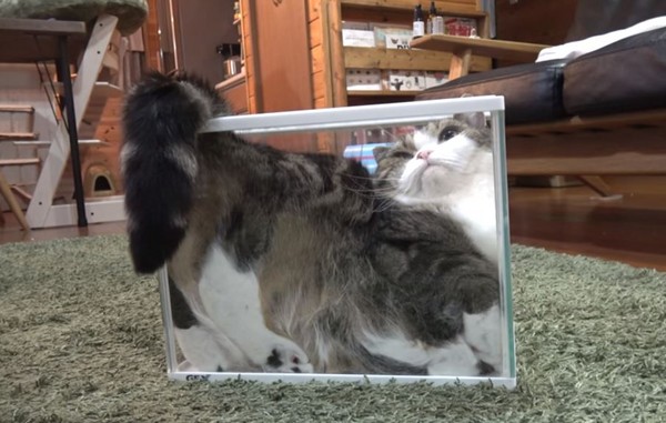 何苦為難箱子...胖貓Maru又發功　擠在一起比較有安全感？（圖／翻攝自YouTube/mugumogu）