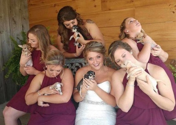 ▲▼新娘讓小狗在婚禮上成為「花束」（圖／翻攝自The Dodo）
