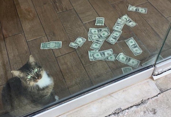 超賺！貓咪每天跟路人討過路費　「從門縫丟進來就好～」（圖／翻攝自CASHnip Kitty）