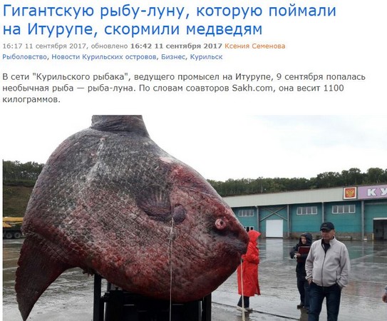 俄羅斯漁民捕穫巨大翻車魚，活活曬死再扔去餵熊。（圖／翻攝自sakhalin.info）