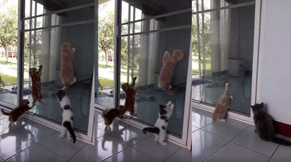 ▲▼2隻貓咪企圖力爭上游　同伴卻扯後腿把尾巴當逗貓棒玩。（圖／取自臉書粉絲專頁：Happy Pets）