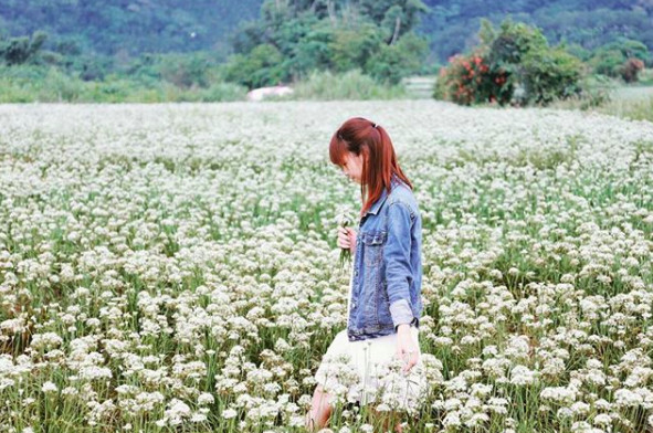 ▲桃園大溪韭菜花海,九月雪 。（圖／網友mandyyangtw提供，請勿隨意翻拍，以免侵權。）