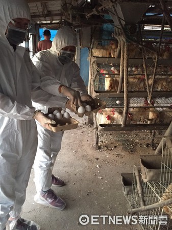 ▲台南市動保處清查場內雞隻3萬隻、封存現有蛋品、調查用藥情形並追查蛋品下游流向。（圖／記者林悅翻攝）