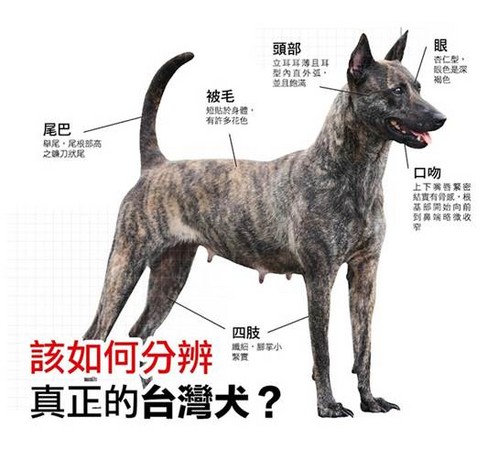 帥氣 黑狗兄 就是 台灣犬 6招從頭到腳辨識法 Ettoday寵物雲 Ettoday新聞雲