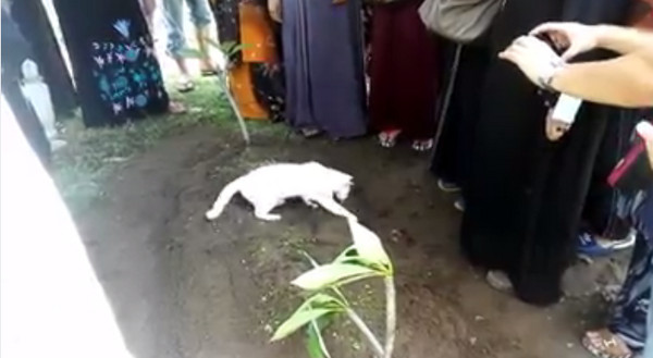 ▲爸爸怎麼在土裡！白貓被攔仍「狂挖墳墓」　200萬網鼻酸。（圖／翻攝自Siti Aisyah臉書）