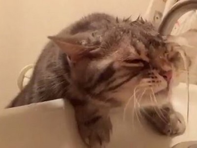 萌貓頭塞水龍頭，水柱噴飛喝不到水...喵的這不科學！
