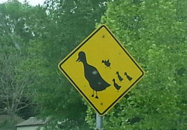 ▼紐西蘭到處都可以看到禮讓小鴨的標誌。（圖／翻攝自臉書／Lori Billings‎）