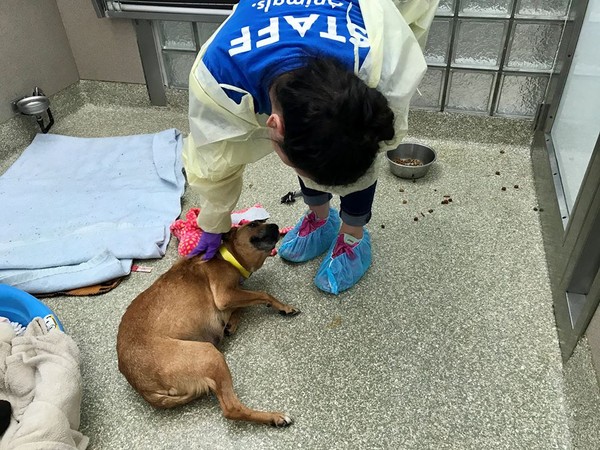 垃圾場狗媽媽。（圖／翻攝自Humane Rescue Alliance）