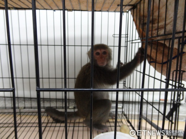 ▲劉嫌坦承將該隻保育類台灣獼猴當成寵物來飼養，涉嫌違反野生動物保育法罪。（圖／記者林悅翻攝）