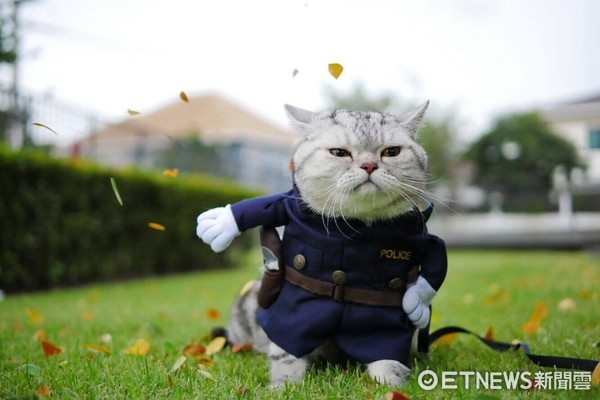 貓警官。（圖／NichaCats提供）