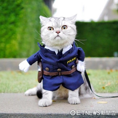 貓警官。（圖／NichaCats提供）