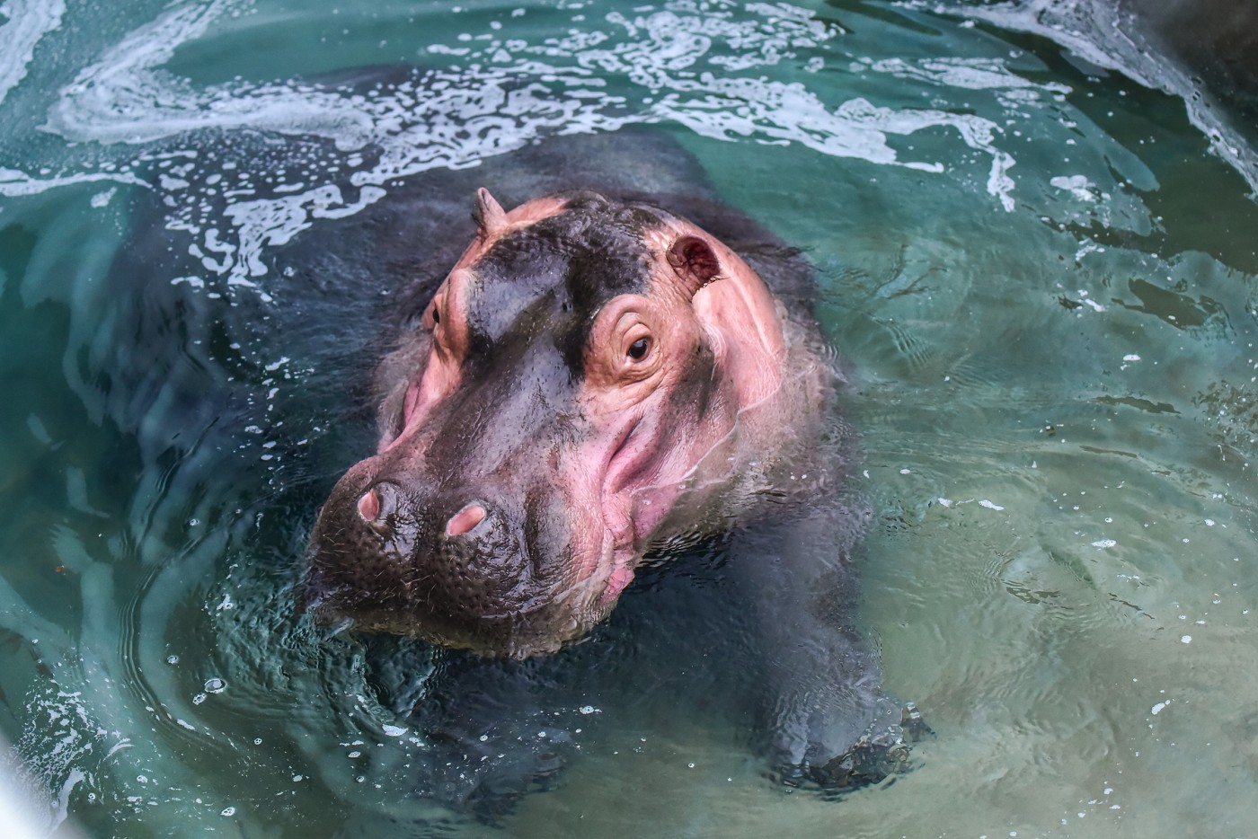 圓仔病了、河馬新館將啟用。（圖／台北市立動物園提供）