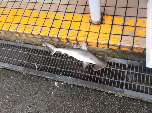 颱風天後有隻鯊魚在水溝蓋上。（圖／翻攝自推特@oyayubi_814）