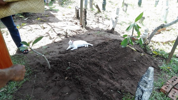 愛貓爺爺過世...悲傷白貓飛奔送葬　趴墓癡守不願離開。（圖／翻攝自Soffuan CZ的臉書）