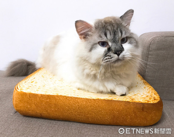 守錢貓。（圖／飼主林孝威提供）