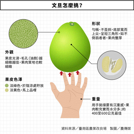 ▲文旦怎麼挑？（圖／農傳媒提供）