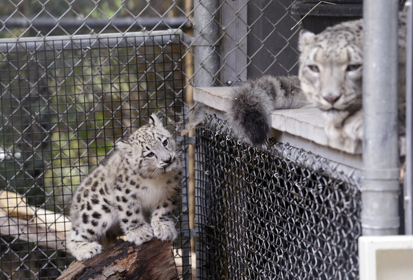 ▲▼ 雪豹寶寶Aibek19日在西雅圖林地公園動物園（Woodland Park Zoo）首次公開亮相。（圖／美聯社）