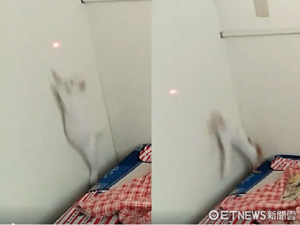 小貓「あめ」和「ゆめ」追紅點，下一秒雙雙掉進縫裡...被床「吃掉」。（圖／網友Chiajung Tsai授權。）