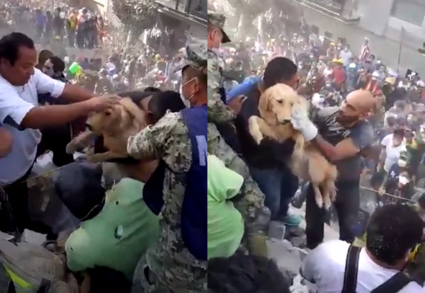 墨西哥強震黃金獵犬獲救。（圖／翻攝自推特@record_mexico）