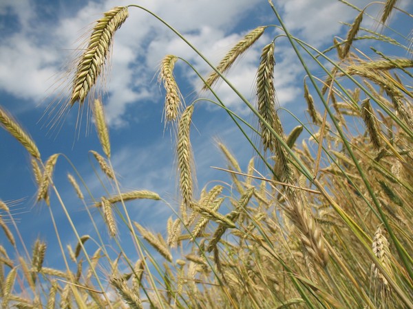 ▲今年夏季天氣炎熱，連帶使許多小麥生產國連續5年的豐收趨勢終止，且主要小麥出口國的庫存水準，也已下降至2007/08年度以來的最低。（圖，示意圖／Pixabay）