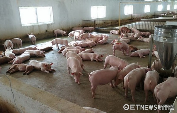 ▼提升衛生環境，是養豬業未來要走的路。（圖／動保局提供）
