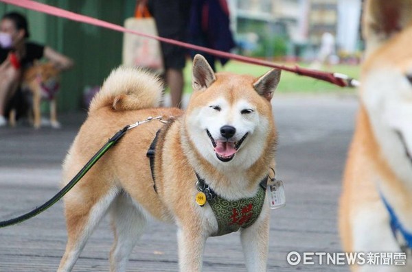 ▲當心走丟！爸爸自製「犬民身分證」，上頭晶片號碼全都記。（圖／網友陳文俊提供，請勿隨意翻拍，以免侵權。）